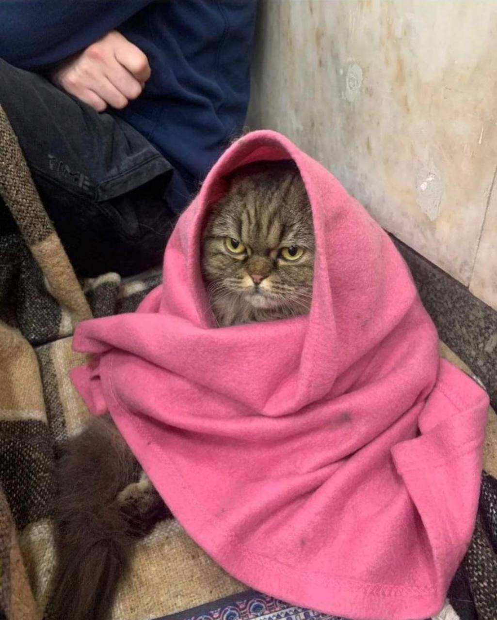 เจ้าแมว Chloe ซ่อนตัวจากปลอกกระสุนของรัสเซียในสถานีรถไฟใต้ดินในเคียฟ